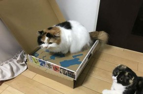 任天堂Labo“天敌”出现了 高级猫抓板了解一下