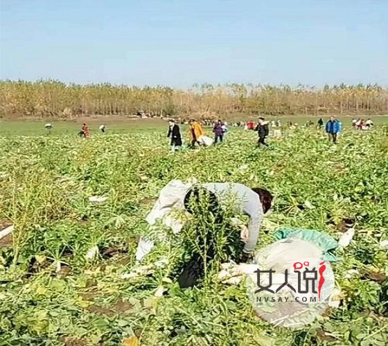 200亩萝卜被拔光 种植者说不在追究