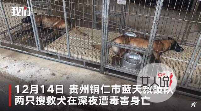 两搜救犬疑被毒死 下毒者因何下次毒手